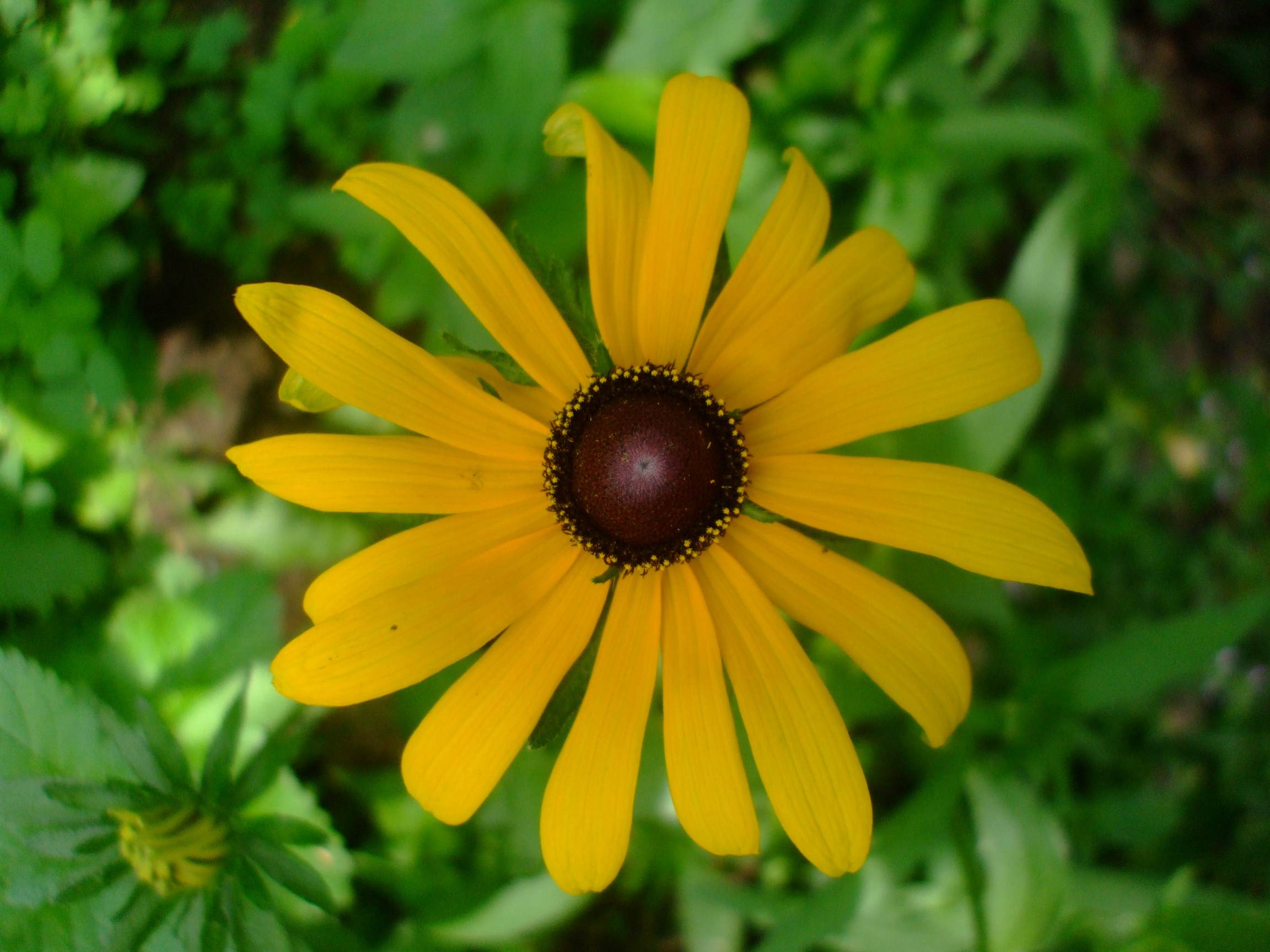 Rudbeckia hirta